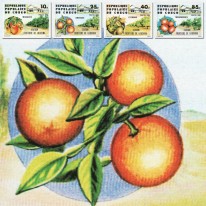 Owoce Mango Pomarańcze Cytryny