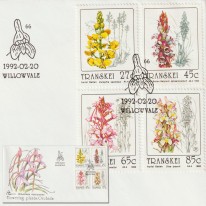 Afrykańskie Orchidee