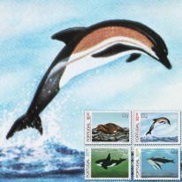 Delfin Orka Humbak