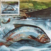 Ryba Aloza EUROPA