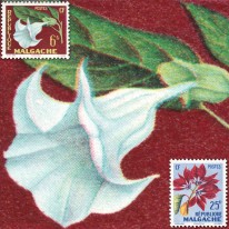 Kwiaty Orchidee Storczyki