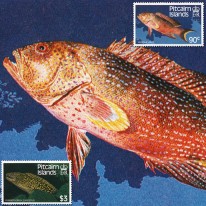Ryby Wariola Murena