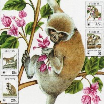 Małpy Kotawiec Jasnonogi WWF