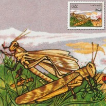 Szarańcza Opryski