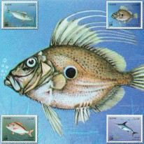 Ryby Pelamida Piotrosz Morlesz