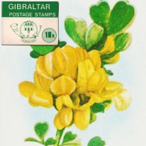Ryba Barwena Kwiat Cieciorka
