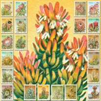 Kwiaty Protea