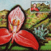 Orchidea Ogrody Botaniczne