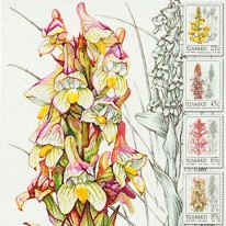 Kwiaty Orchidee