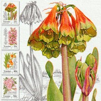 Kwiaty Storczyk Sandersonia