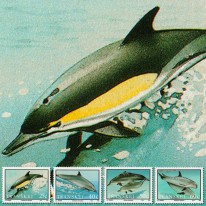 Delfiny Butlonos Risso