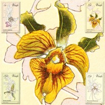 Kwiaty Orchidee