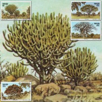 Drzewa Baobab