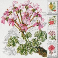 Kwiaty Pelargonia Ketmia