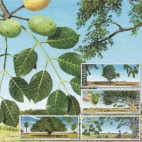 Drzewa Owocowe Sykomora Marula