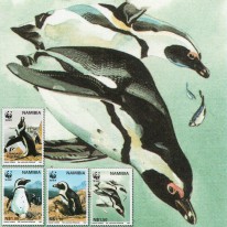 Pingwin Przylądkowy WWF