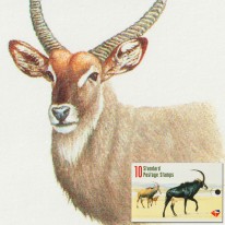 Antylopy Eland Gnu Kudu...