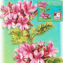 Kwiaty Tunbergia Pelargonia...