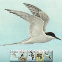 Ptaki Rybitwa Sokół Albatros