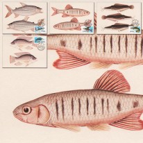 Ryby Goliat Tygrysi Tilapia...