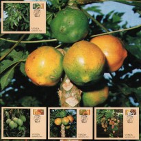 Owoce Awokado Mango Papaja...