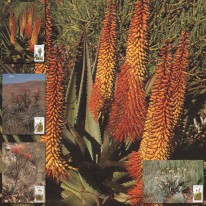 Aloes Uzbrojony Drzewiasty...