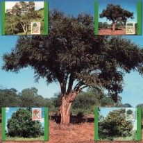 Drzewa Ochrona Koralodrzew