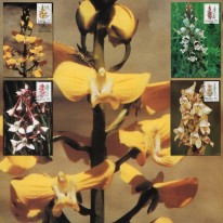 Kwiaty Orchidee