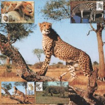Lew Nosorożec Gepard Zebra