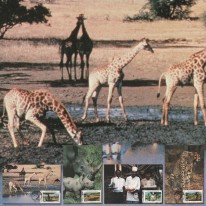 Nosorożec Gepard Safari