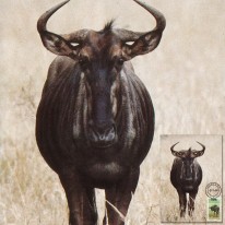 Gnu Pręgowane