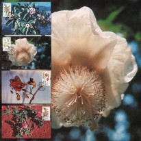 Kwiaty Baobab Kigelia Hakorośl