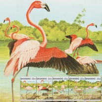 Ptaki Flamingi