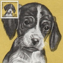 Szczeniak Pies Foxhound