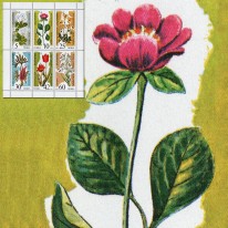 Kwiaty Tulipan Fiołek Piwonia