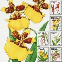 Kwiaty Orchidee