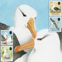 Albatros Czarnobrewy