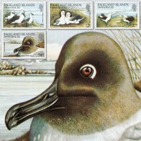 Albatrosy