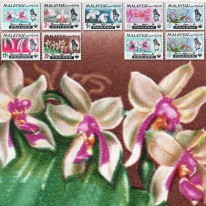 Kwiaty Orchidee