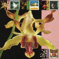 Kwiaty Orchidee Papuaskie
