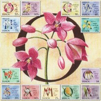 Kolędy Słowa Kwiaty Orchidee
