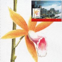 Kwiat Orchidea Hongkong