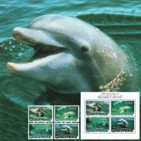 Delfiny Greenpeace