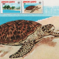 Żółw Szylkretowy WWF