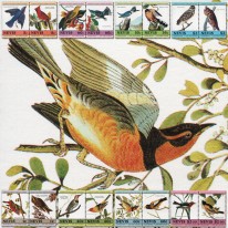 Ptaki John Audubon Lasówka...