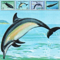 Delfiny i Walenie