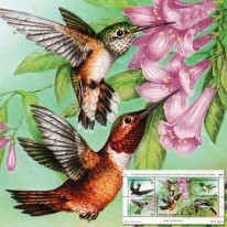 Ptaki Kolibry Audubon Society