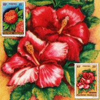 Kwiaty Hibiskus Seraca