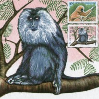 Małpy Makak Langur