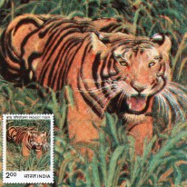 Tygrys Bengalski